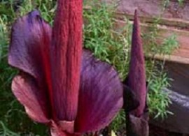 amorphophallus-konjac