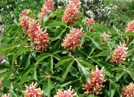 aroseananachesnuttree1_20mhigh1-vi