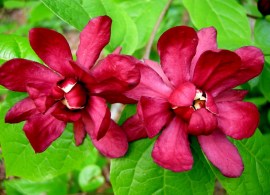 calycanthus_hartlage_wine__58755.1507546317