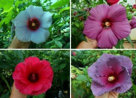 hibiscus