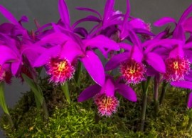 pleione-el-pico_exh_cecilia-coller-1907