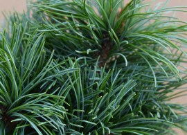 0007661_japonski-beli-bor-schoons-bonsai
