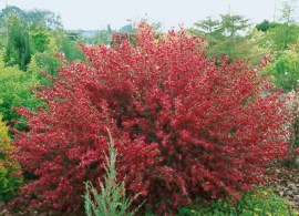 01-cytisus-boskoop-ruby1