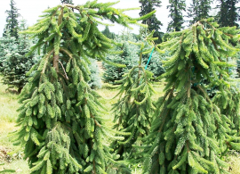 050g73-picea-abies-pendula-sur-tige_01