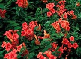 0ac219d6b6e3400d67b4ded7b017dac0--red-trumpet-vine-trumpet-vine-fence