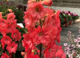 1-delphinium-red-lark-copy