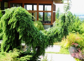 1.-picea-omorika-pendula-bruns