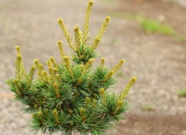1.-pinus-parviflora-iona