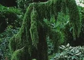 11154