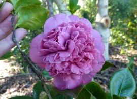 11dona-herzillia-de-freitas-magalhaes-2