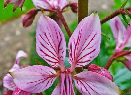 1200px-dictamnus_albus_0028