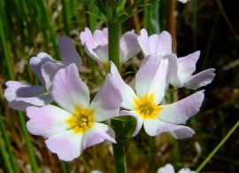 1200px-hottonia_palustris_1a9