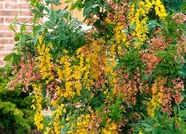 12260-01-baki_20170109101735