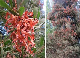 1280px-acacia_melanoxylon_seeds9