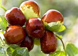 1651214206_17-na-dache-pro-p-yagodi-unabi-foto-17