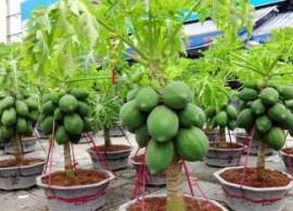 20-dwarf-bonsai-carica-papaya-seeds-rare-sweet-flesh-papaya-original-imafpfesncmph4vt