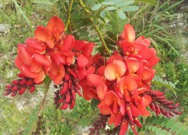 20130309_144655sesbania_punicea_ta