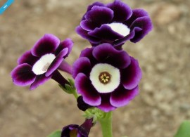 2122-da8b-3078-primula-auricula-boromir-0-3-0-3-0-8-3-1000x750