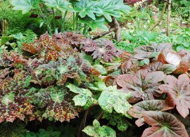 23-podophyllums-delavayi-versipelle-red-panda-and-spotty-dotty