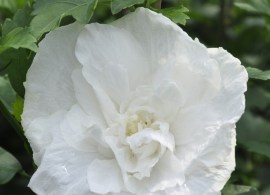 24838-hibiscus-syriacus-white-chiffon