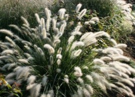 25006_pennisetum-kassian_02