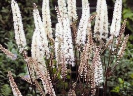 29778682_w640_h640_cimicifuga_rac__ropurpurea1
