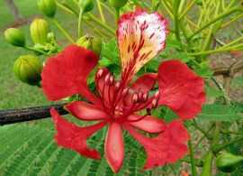 4a7f419561376429949eba820bfa0f35--gulmohar-tree-tattoo-ideas