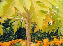 50pcs-rare-and-unusual-carica-papaya-khon