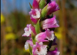 518b-3-spiranthes-australis-fl-richard-hartlands