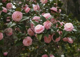 5445e7a4a3405c9c317ce7db4fd310a3--camellia-japonica