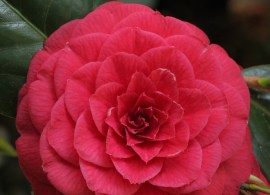 5a-044-margherita-coleoni-01