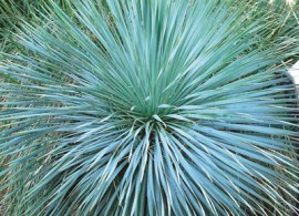 72-yucca-rostrada-sapphire-skies
