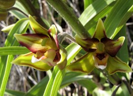 800px-epipactis_veratrifolia
