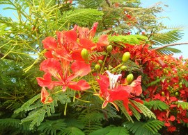 800px-starr_060721-9584_delonix_regia