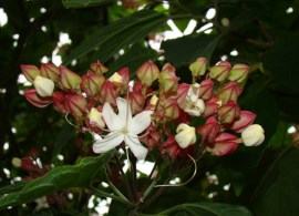 8255-clerodendrum-trichotomum-var.-fargesii-2-_big