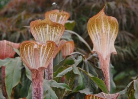 85303-arisaema-nepenthoides
