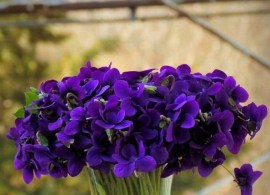 9f52faddae357fb97d90464385ecb097