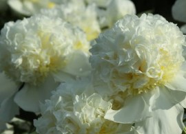a_2756_12690