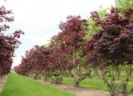 acer-palmatum-bloodgood-shrub-2_1