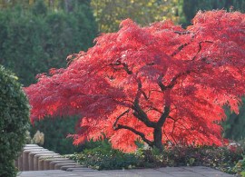 acer_palmatum_atropurpureum
