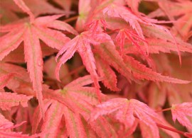 acer_palmatum_phoenix_x