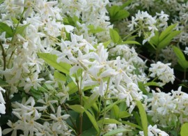 achelospermumjasminoides2t