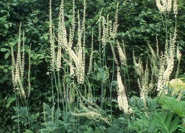 actae-racemosa-6876f