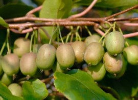 actinidia_arguta_julia