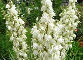 adams-needle-yucca-filamentosa_4-600x600