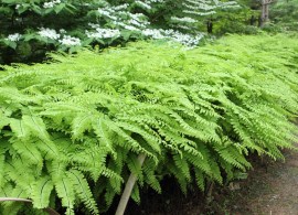 adiantum-pedatum