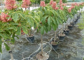aesculus-pavia-koehnei-3.1000x1000