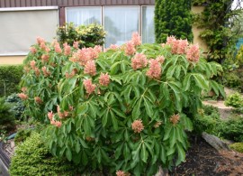 aesculus-rosea-nana-800x600