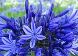agapanthe_bleu_nuit_ok_1365083979