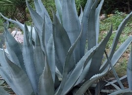 agave-close-up